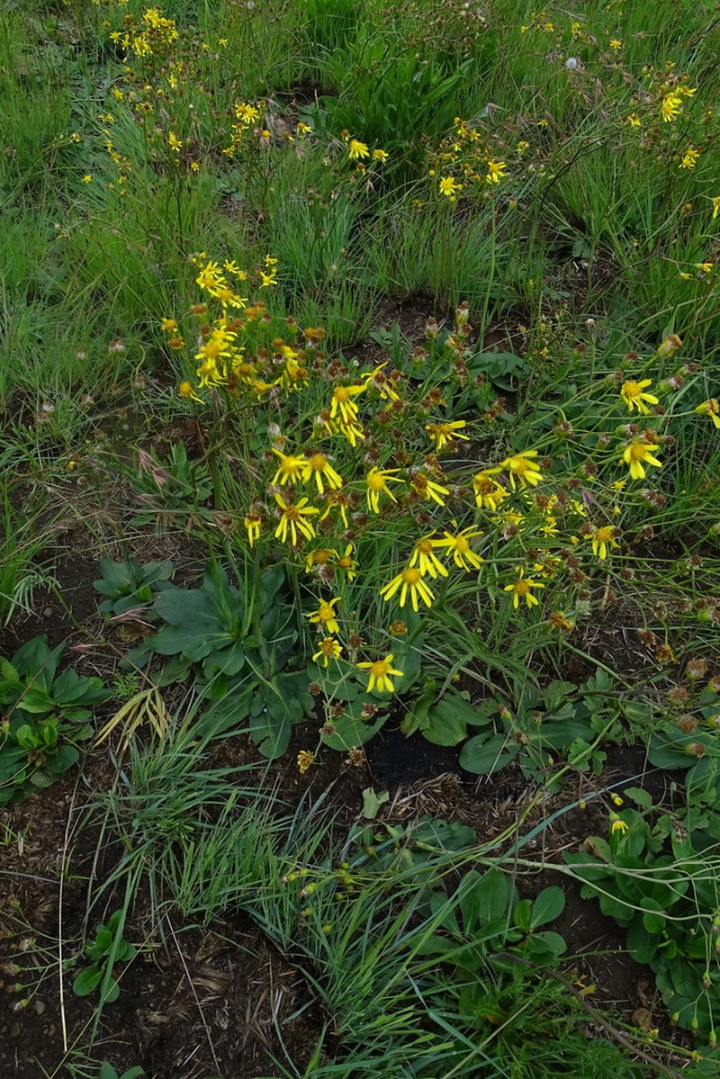 Senecio paucicalyculatus photo 8