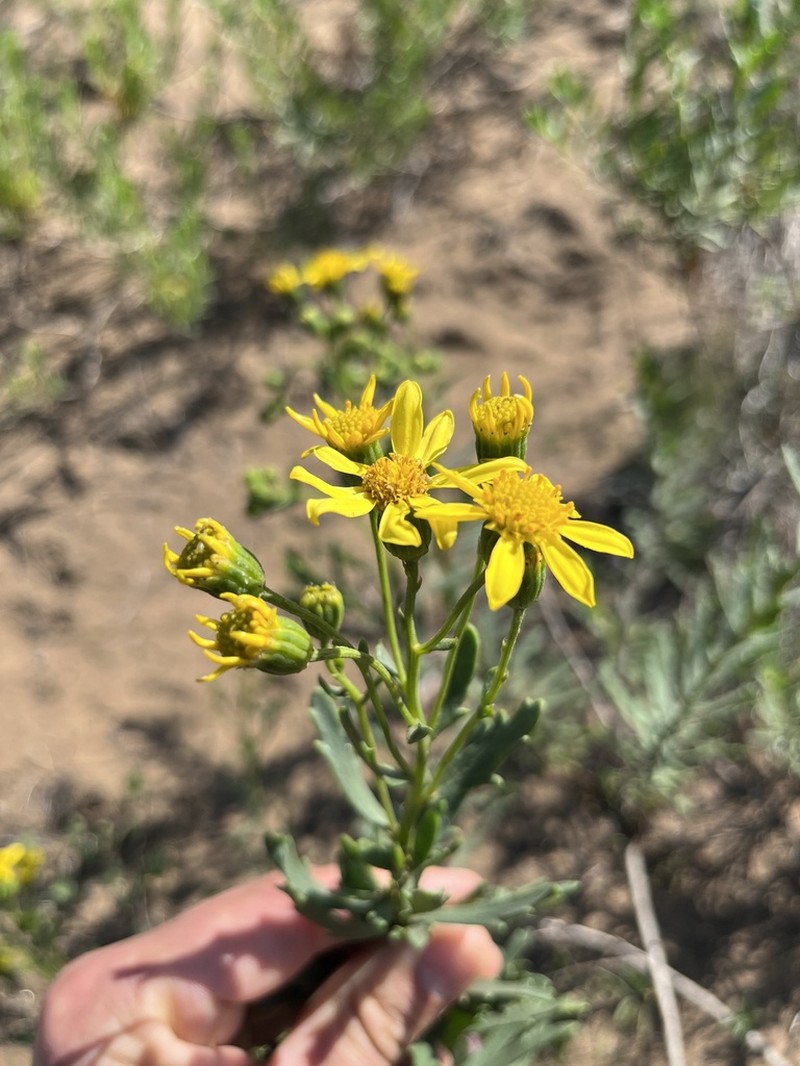 Senecio paucidentatus