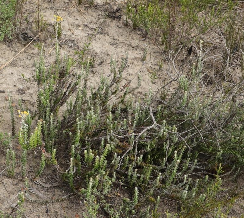 Senecio pauciflosculosus
