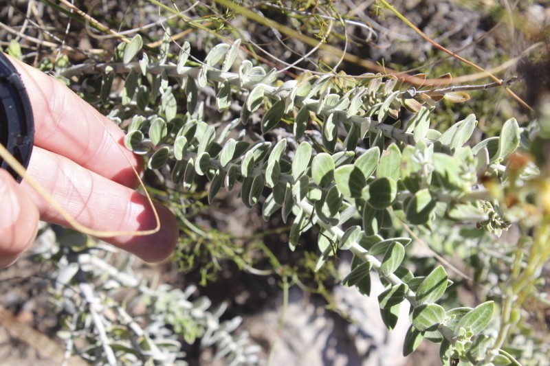 Senecio pauciflosculosus photo 2