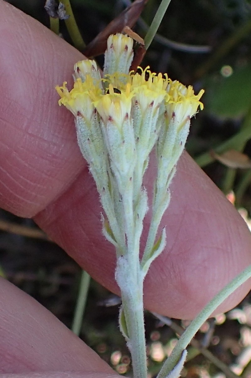 Senecio pauciflosculosus photo 3