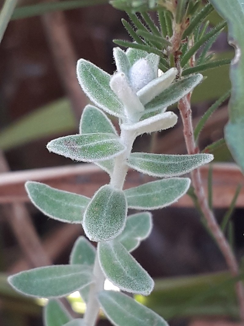 Senecio pauciflosculosus photo 4