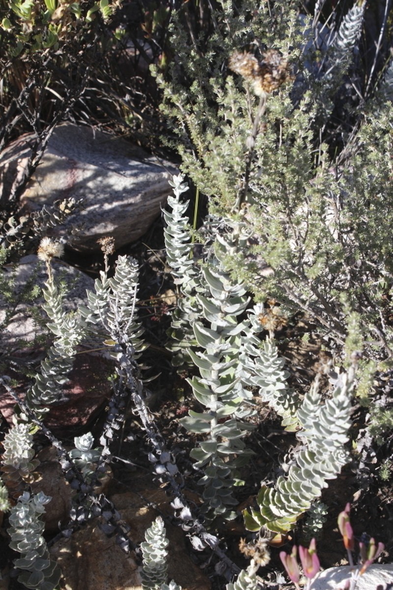 Senecio pauciflosculosus photo 5