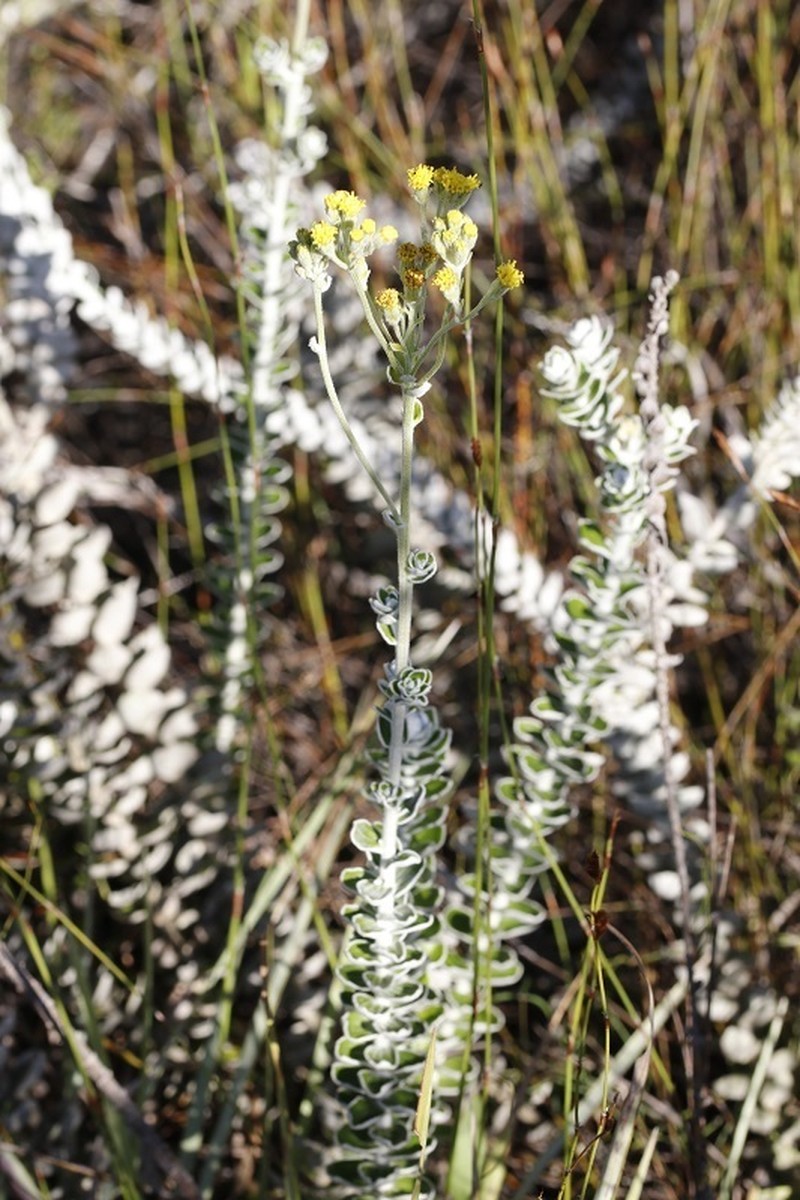 Senecio pauciflosculosus photo 6