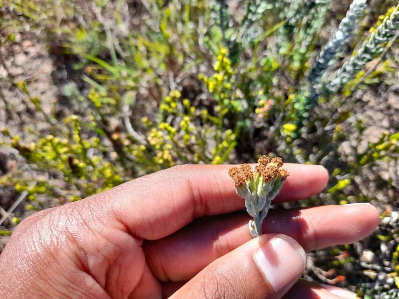 Senecio pauciflosculosus photo 7