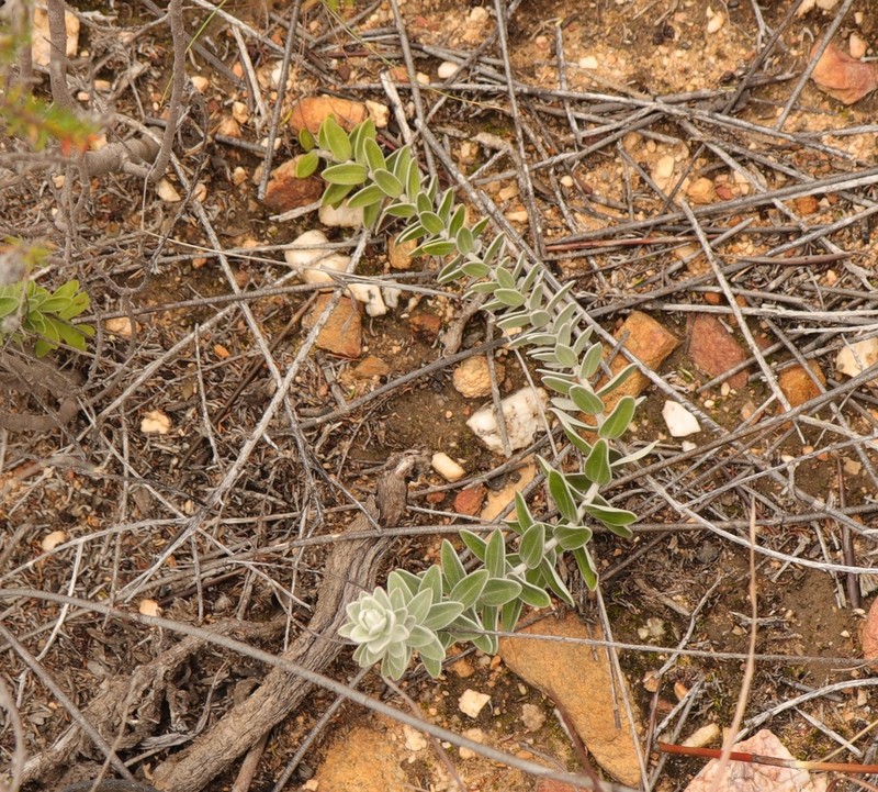 Senecio pauciflosculosus photo 8