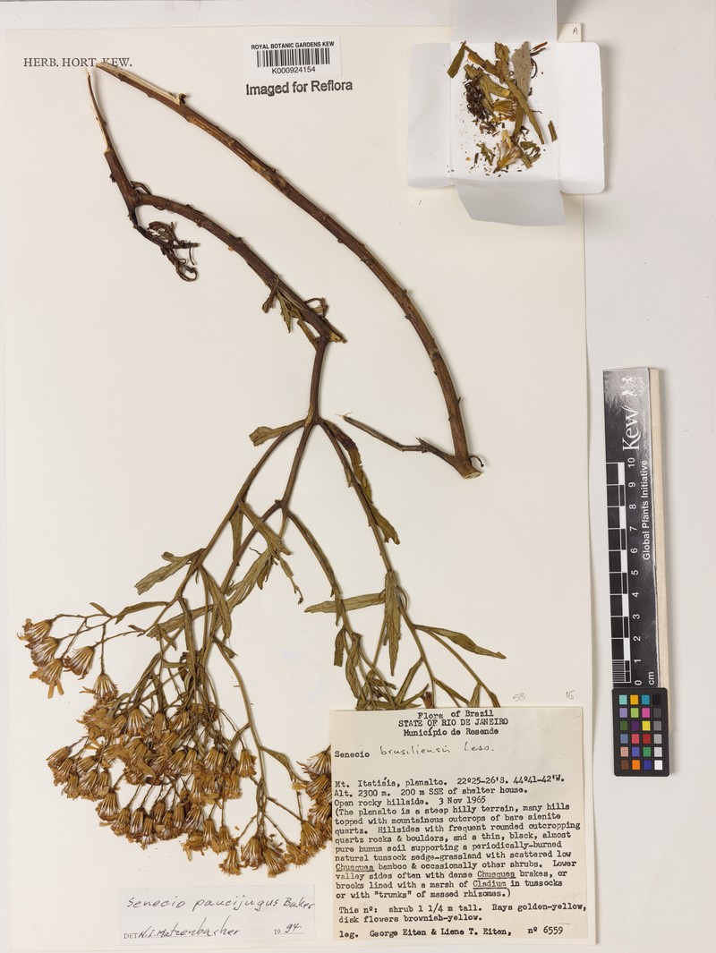 Senecio paucijugus