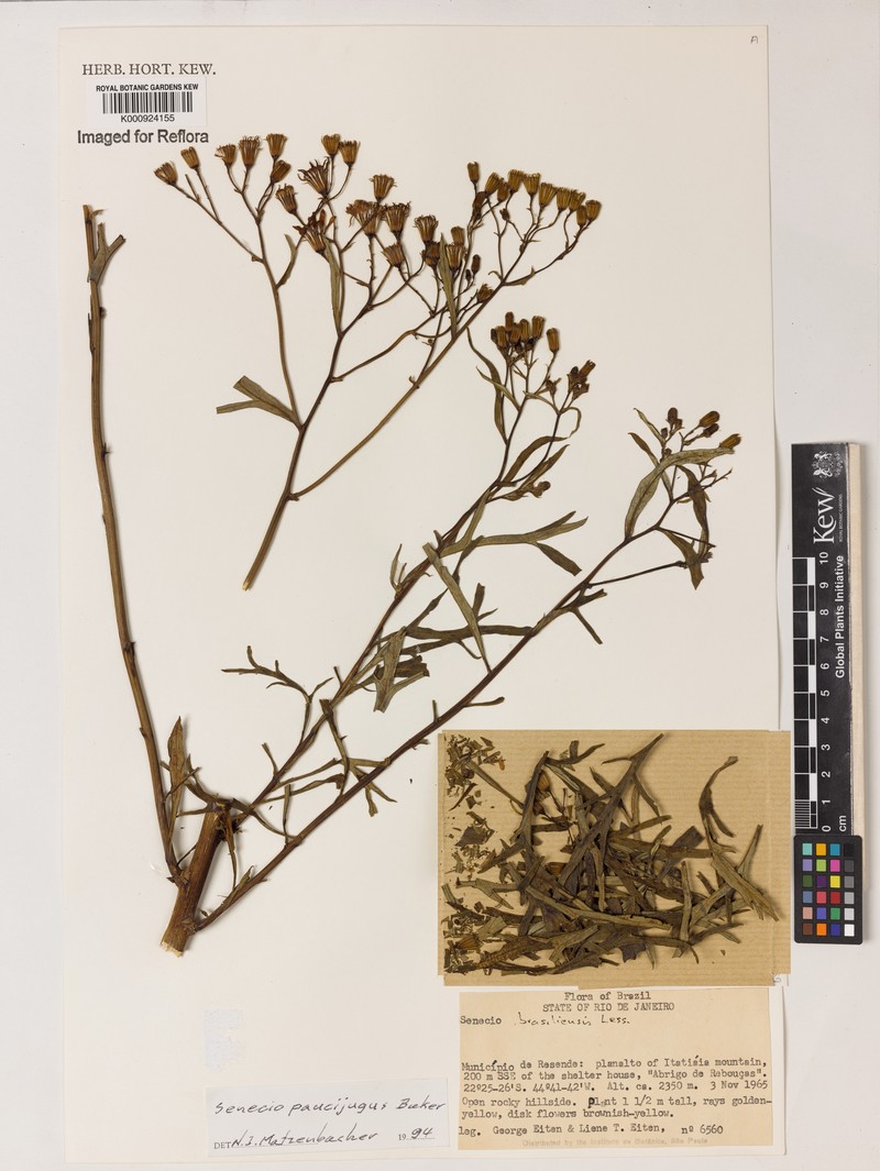Senecio paucijugus photo 2