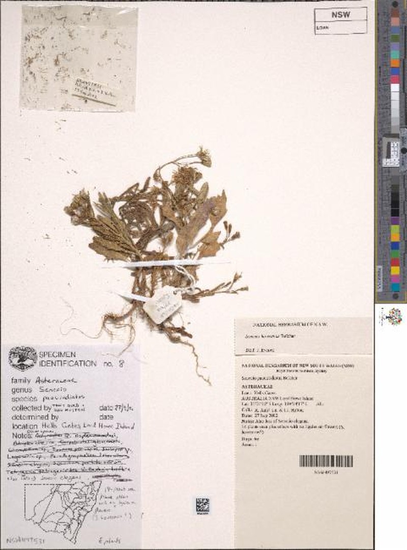 Senecio pauciradiatus
