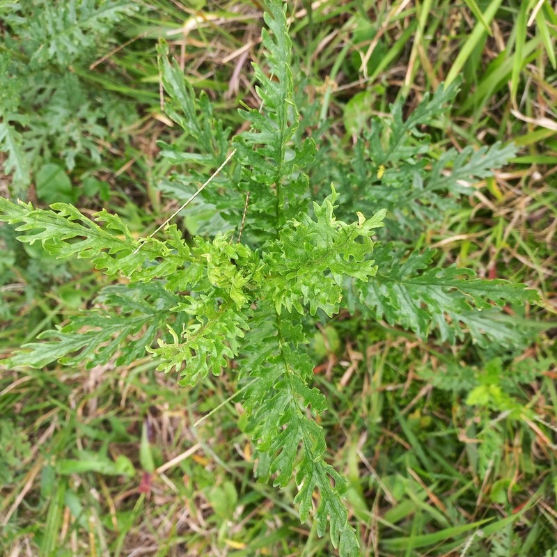 Senecio paulensis