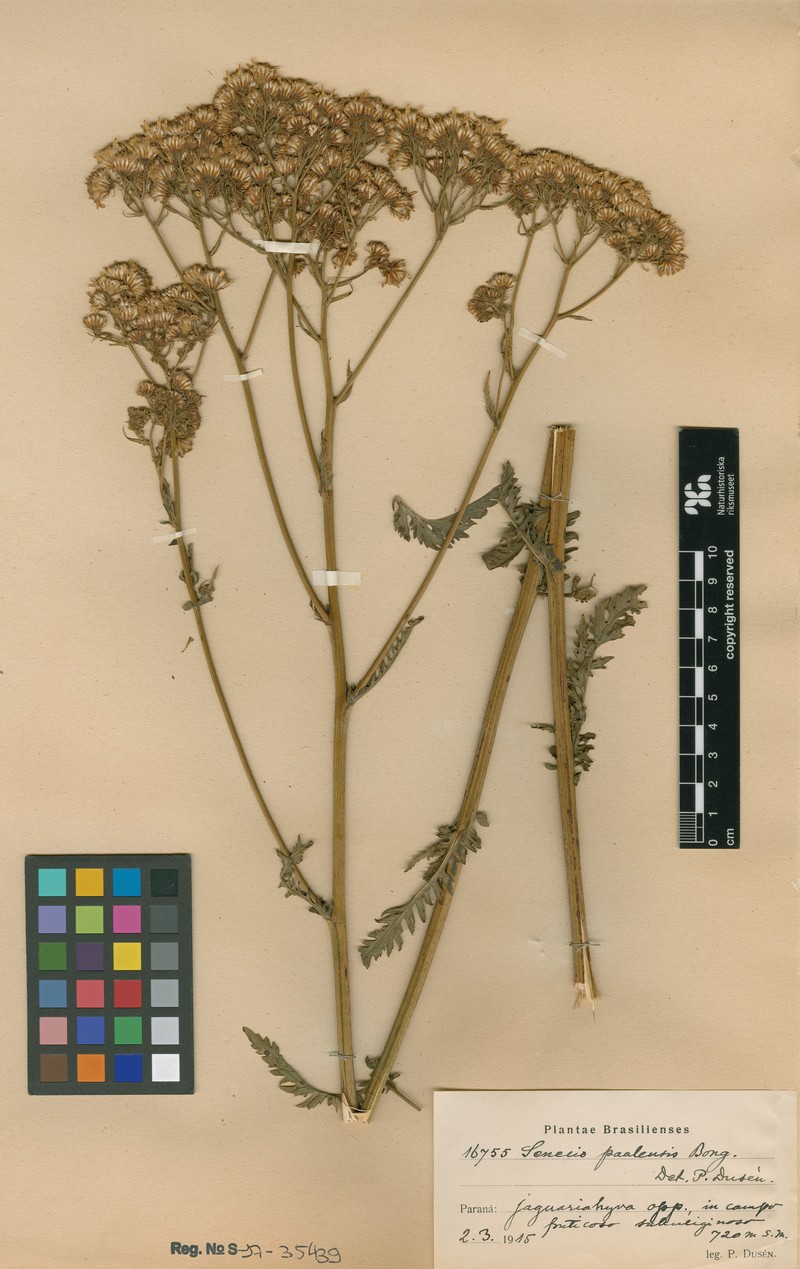 Senecio paulensis photo 3