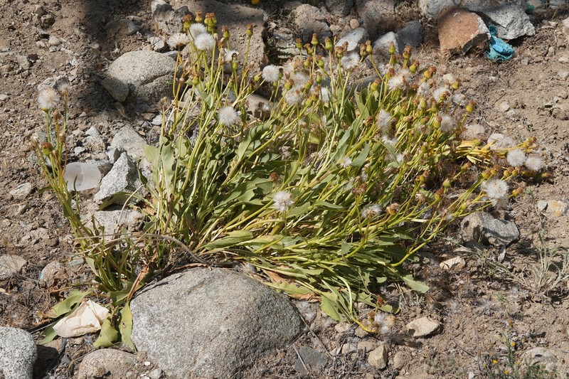 Senecio paulsenii photo 3