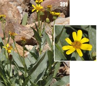 Senecio paulsenii