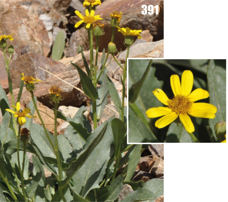 Senecio paulsenii