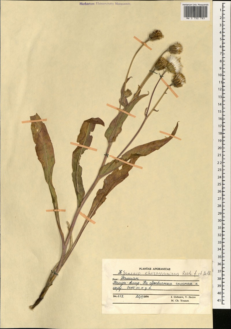 Senecio paulsenii subsp. khorasanicus
