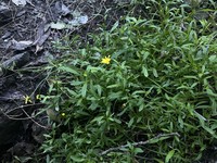 Senecio pellucidus