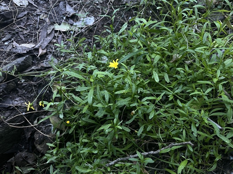 Senecio pellucidus