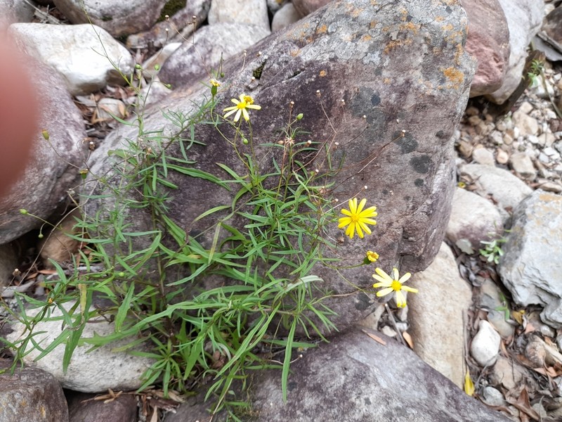 Senecio pellucidus photo 2