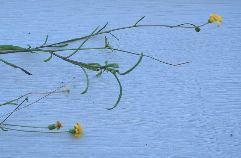 Senecio pellucidus photo 3