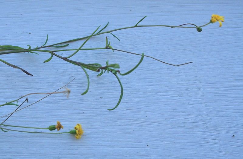 Senecio pellucidus photo 4