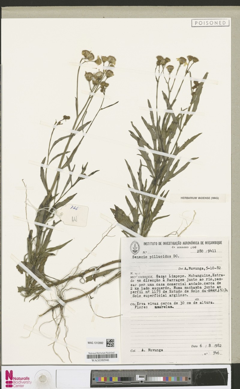 Senecio pellucidus photo 5