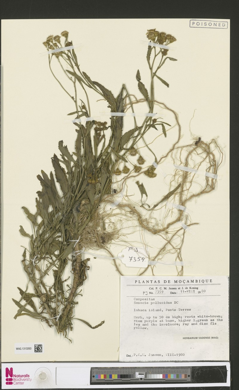 Senecio pellucidus photo 6