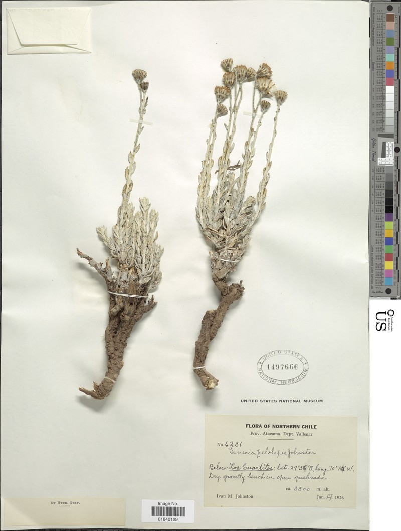 Senecio pelolepis