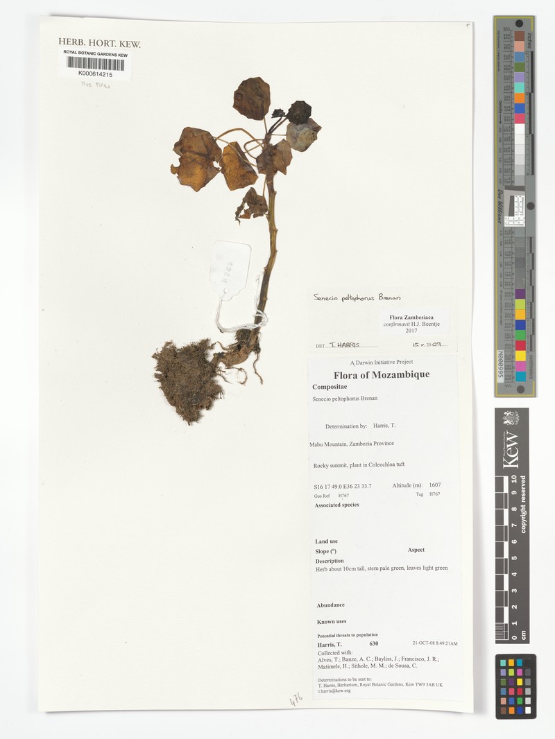 Senecio peltophorus