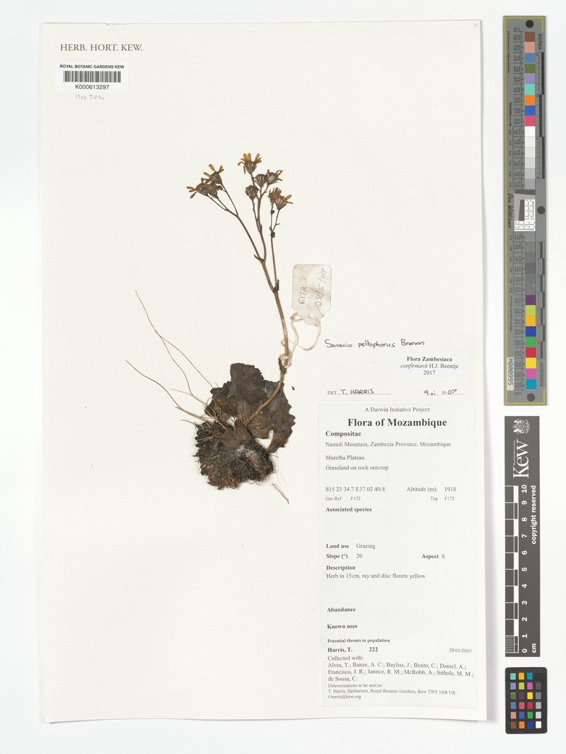 Senecio peltophorus photo 2