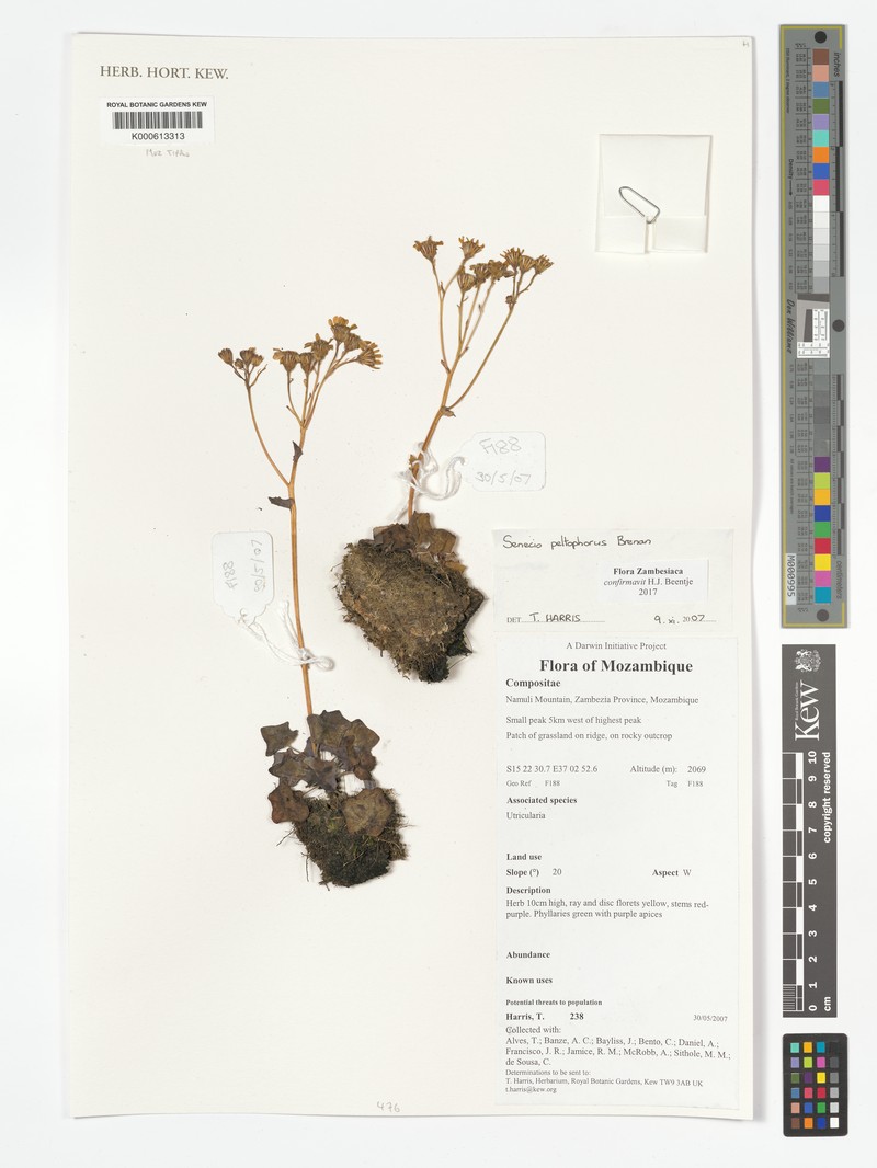 Senecio peltophorus photo 3