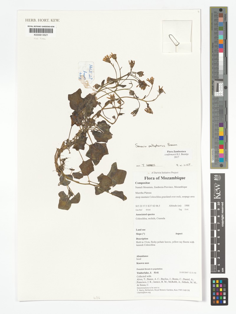 Senecio peltophorus photo 4