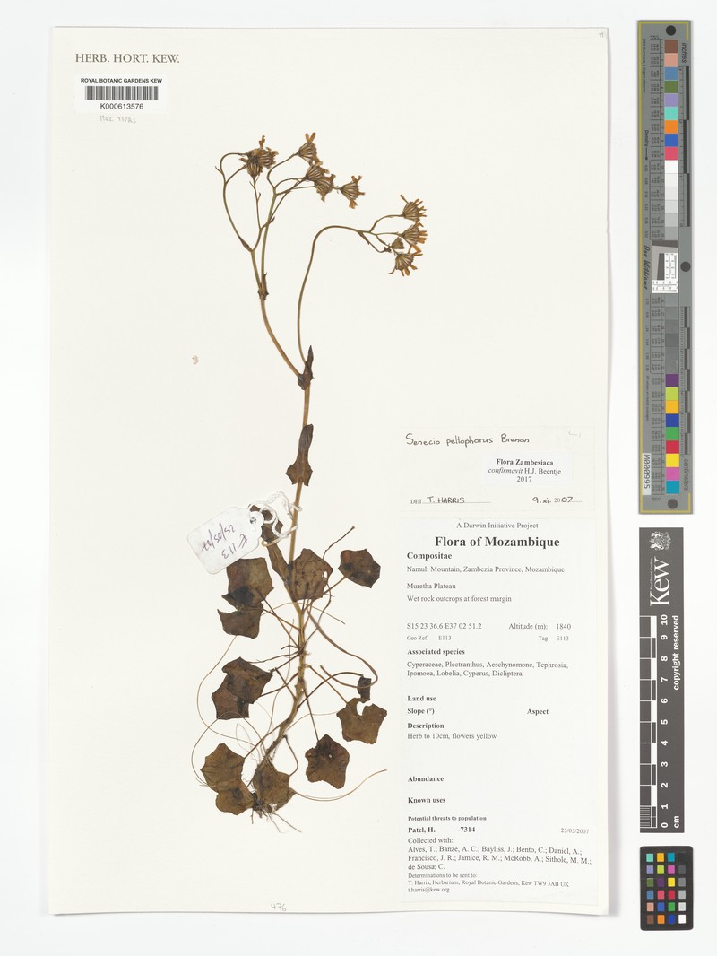 Senecio peltophorus photo 5