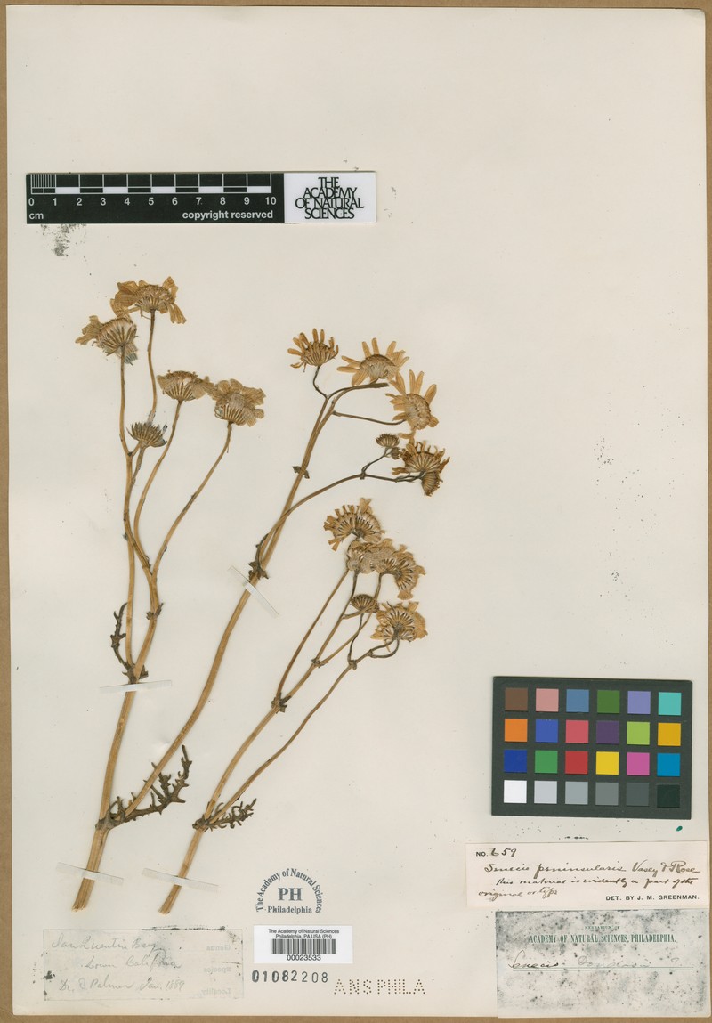 Senecio peninsularis