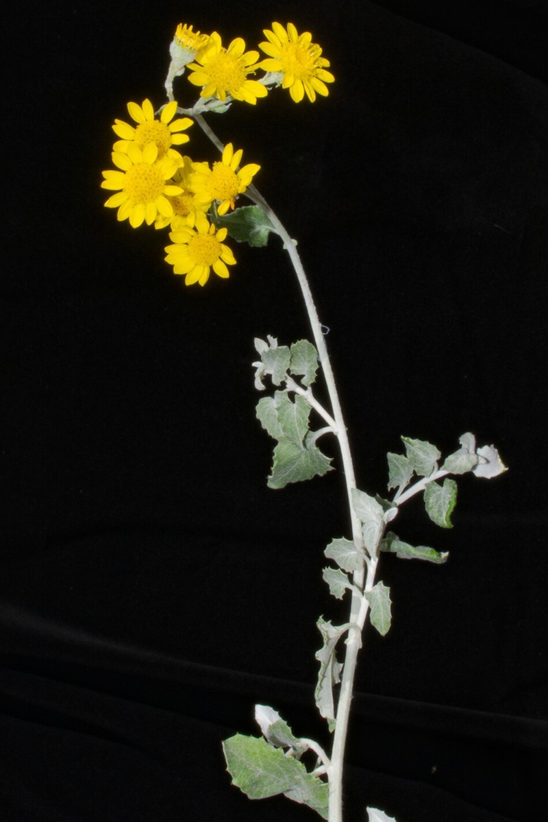 Senecio pensilis