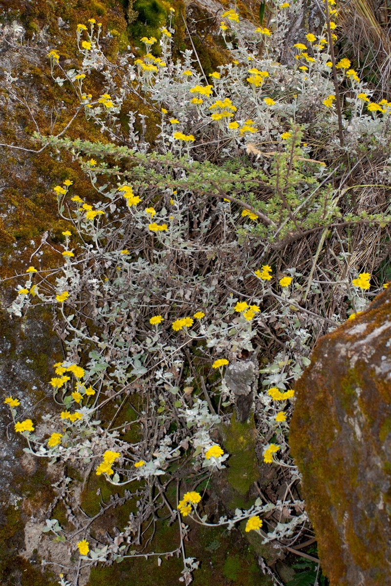 Senecio pensilis photo 2