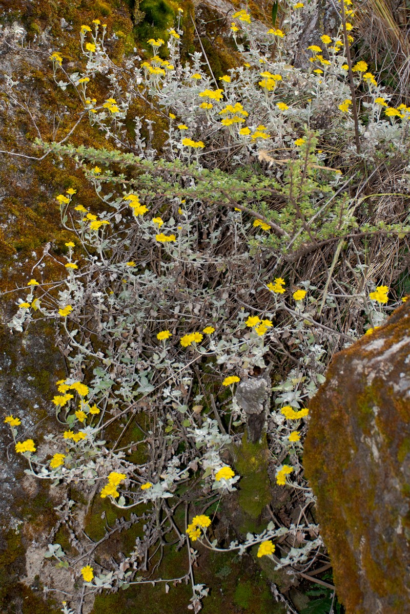Senecio pensilis photo 3