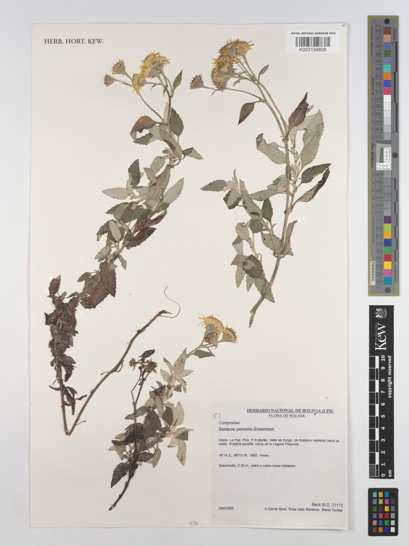 Senecio pensilis photo 4