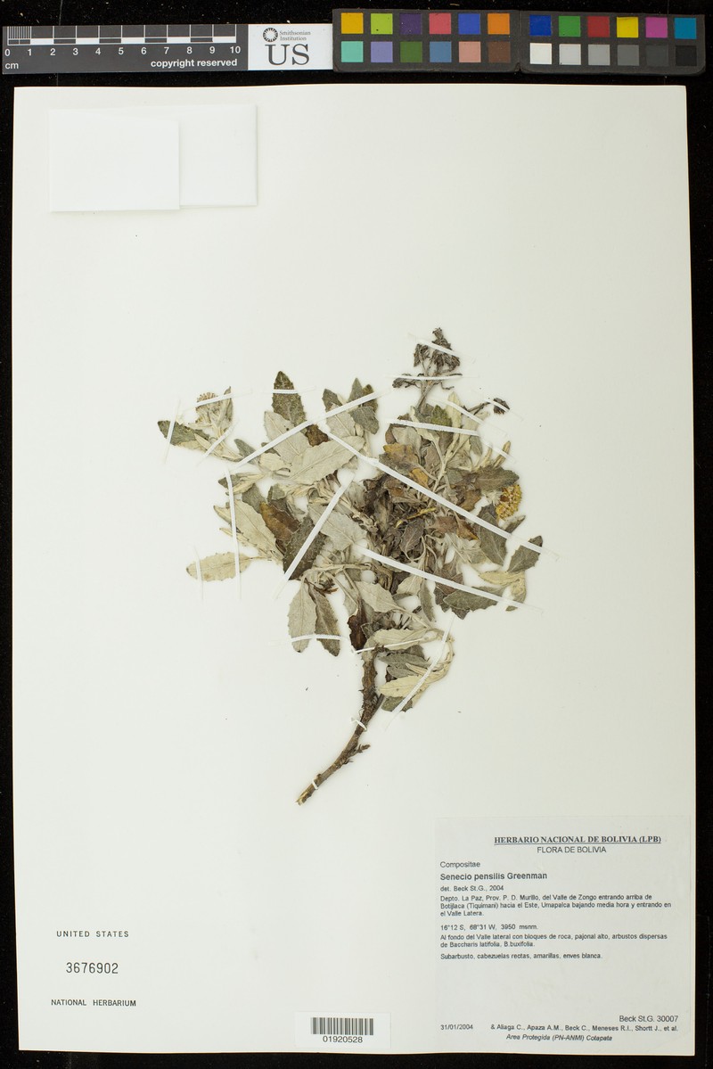 Senecio pensilis photo 5