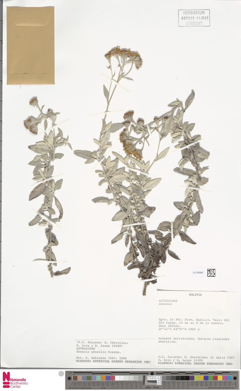 Senecio pensilis photo 6