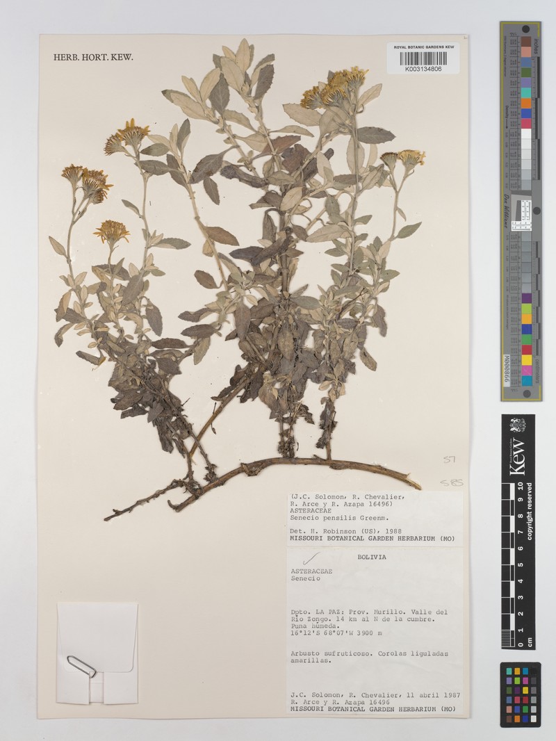 Senecio pensilis photo 7