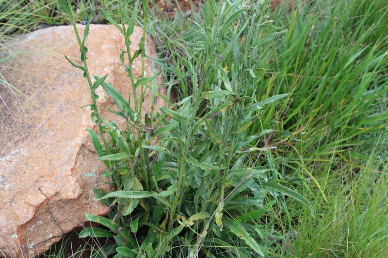 Senecio pentactinus