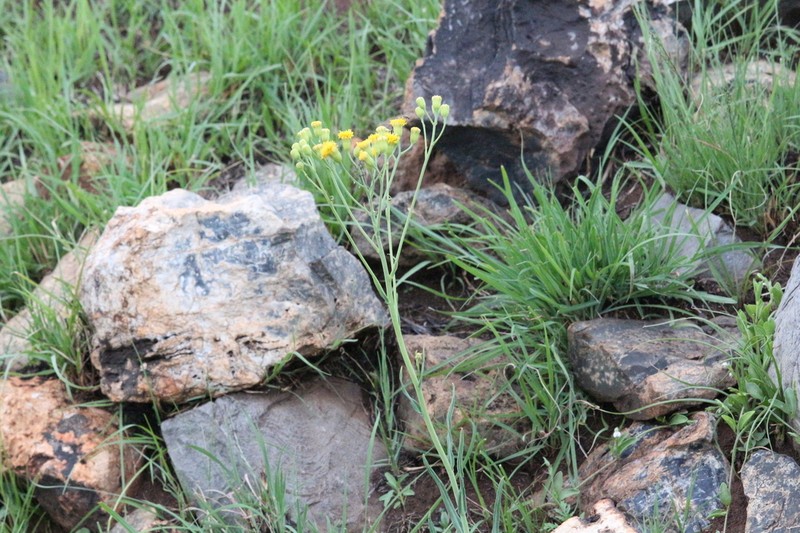 Senecio pentactinus photo 2