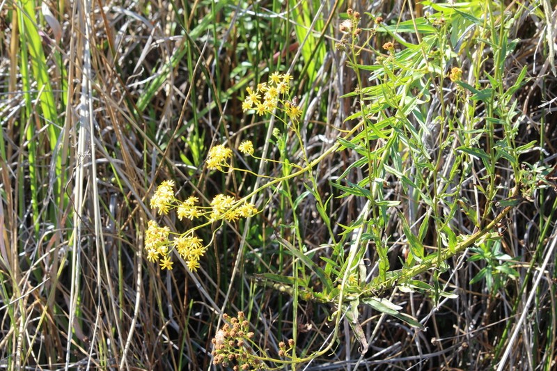 Senecio pentactinus photo 3