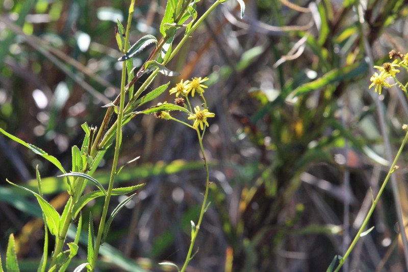 Senecio pentactinus photo 4