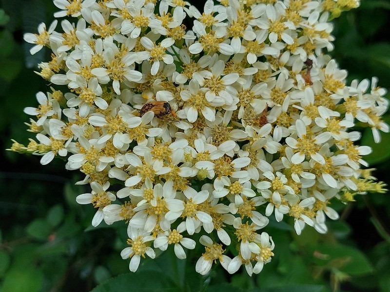 Senecio pentactinus photo 5