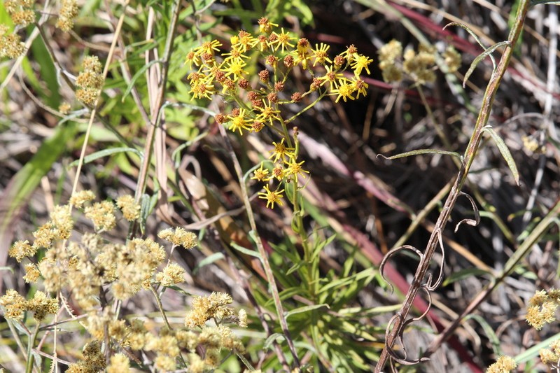 Senecio pentactinus photo 6
