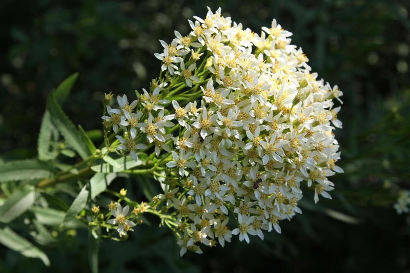 Senecio pentactinus photo 7