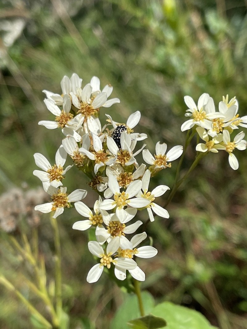 Senecio pentactinus photo 8