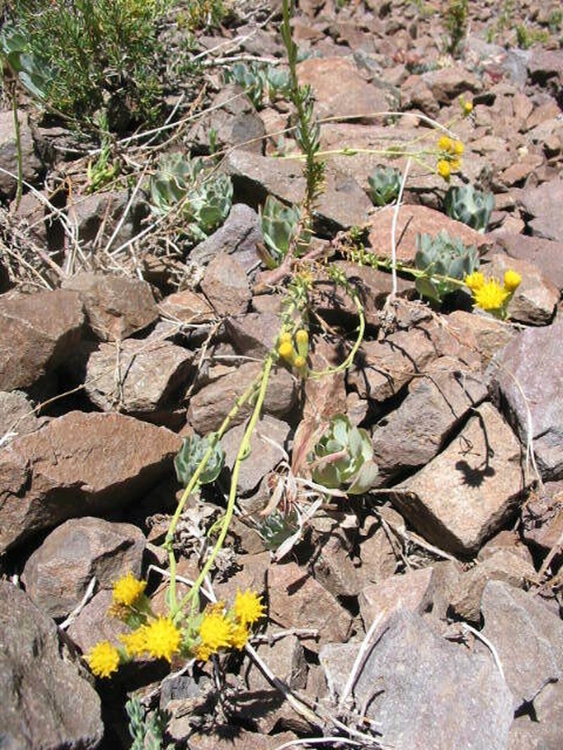 Senecio pentaphyllus