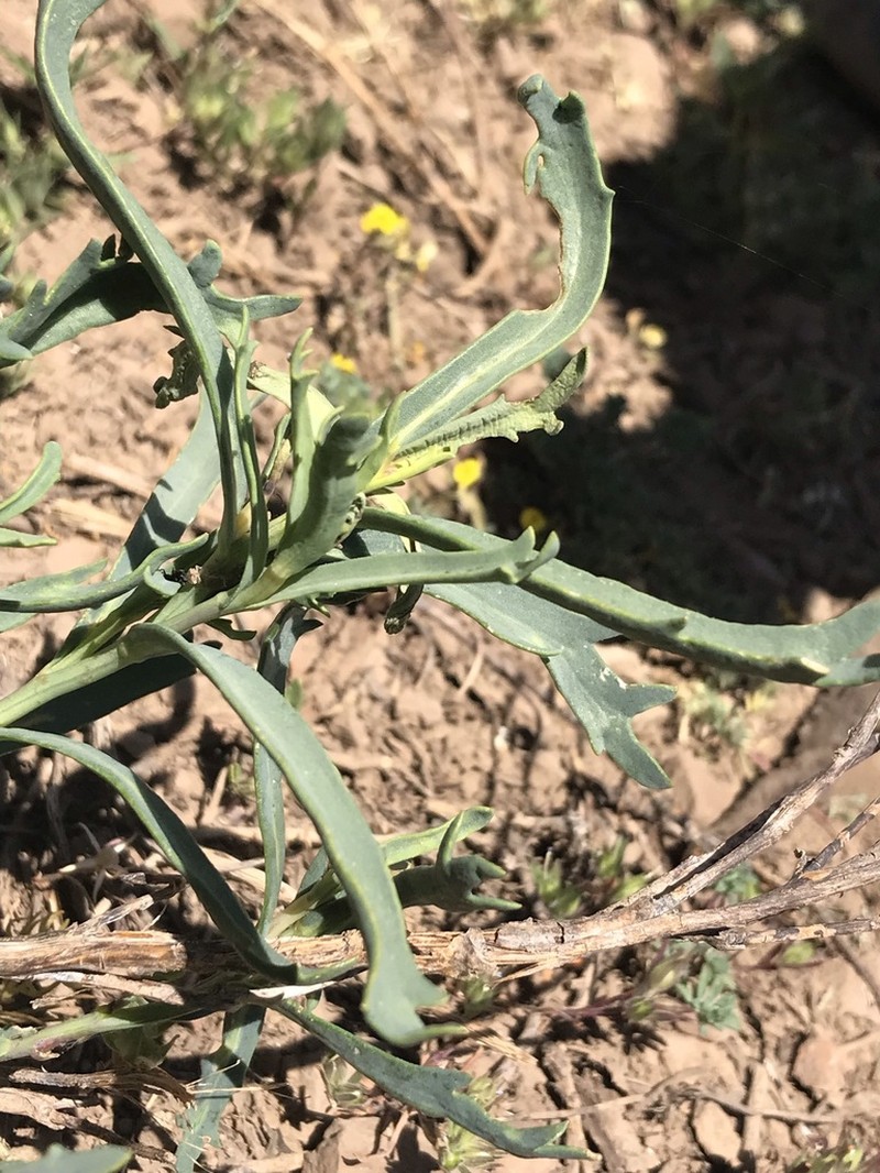 Senecio pentaphyllus photo 2